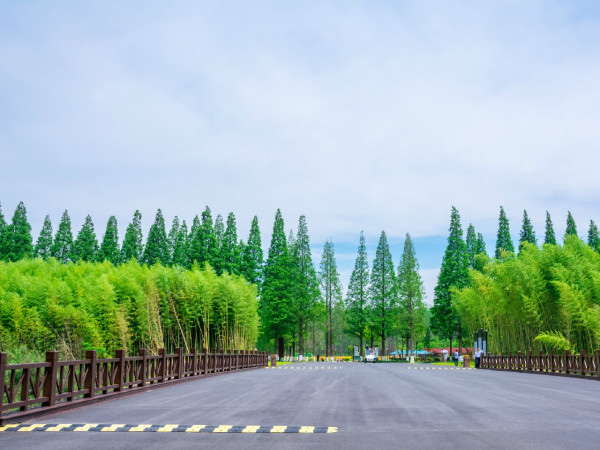 黄海森林公园