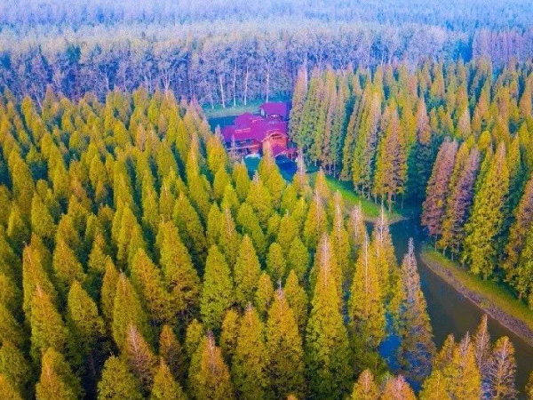 黄海森林公园