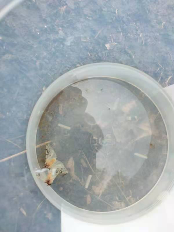美国白蛾监测