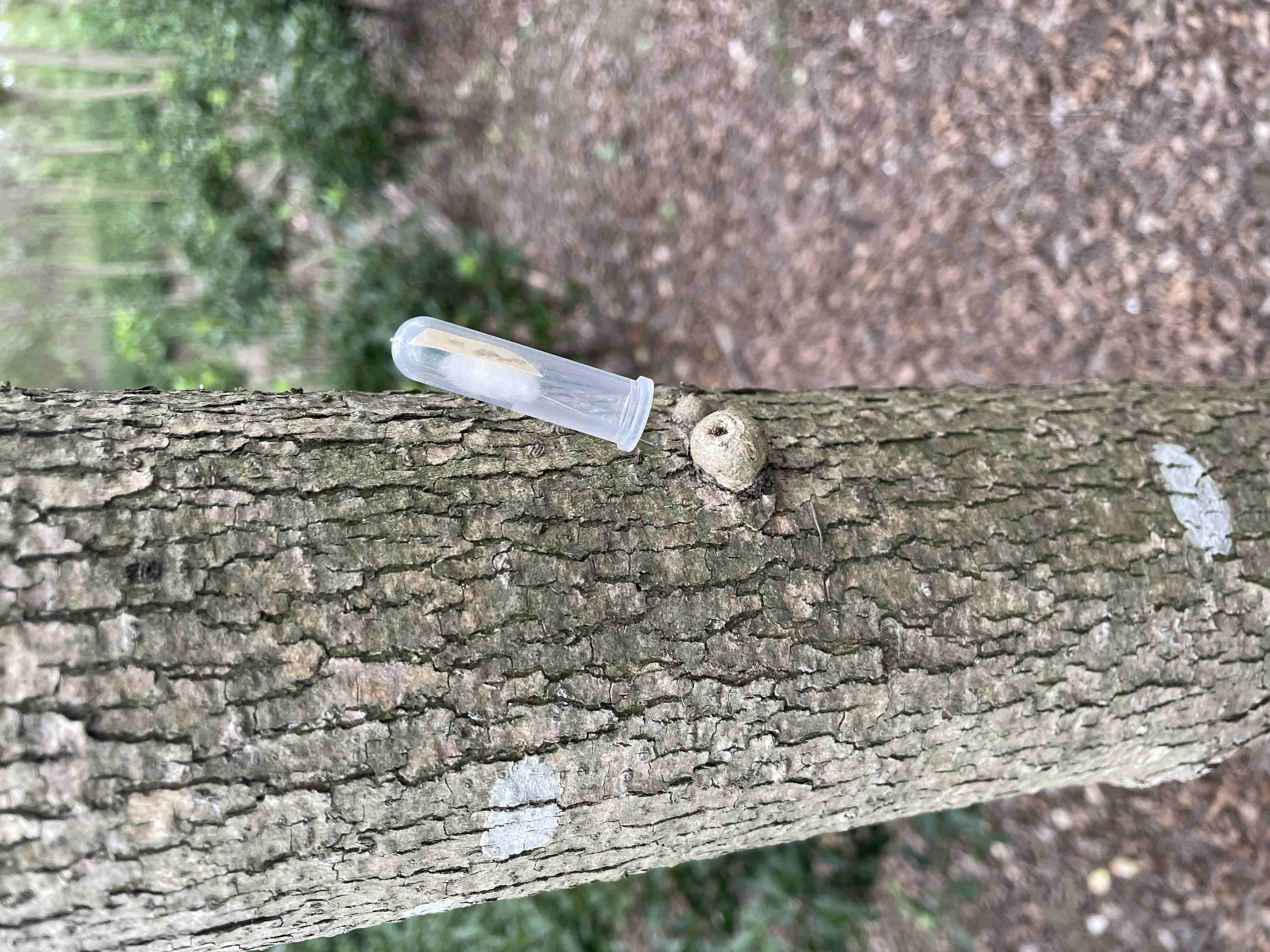 生物天敌（花绒寄甲）释放