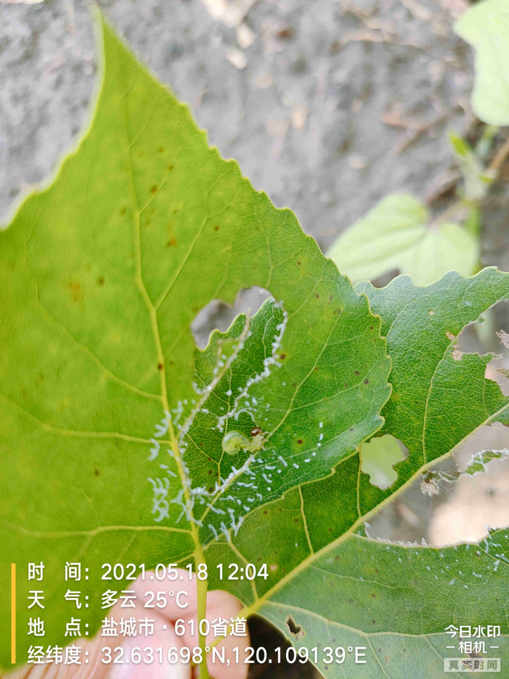 杨树食叶害虫监测