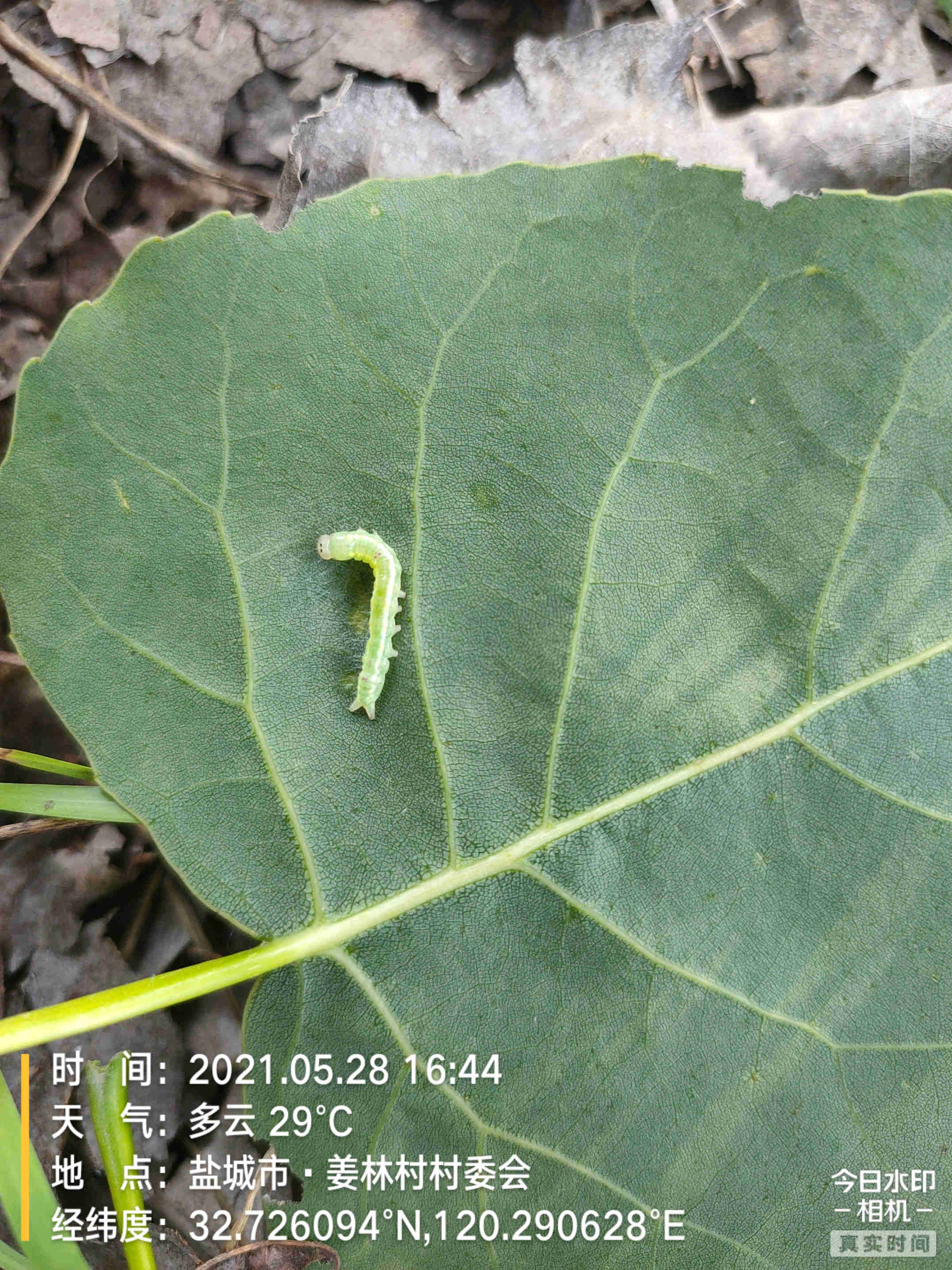 杨树食叶害虫监测