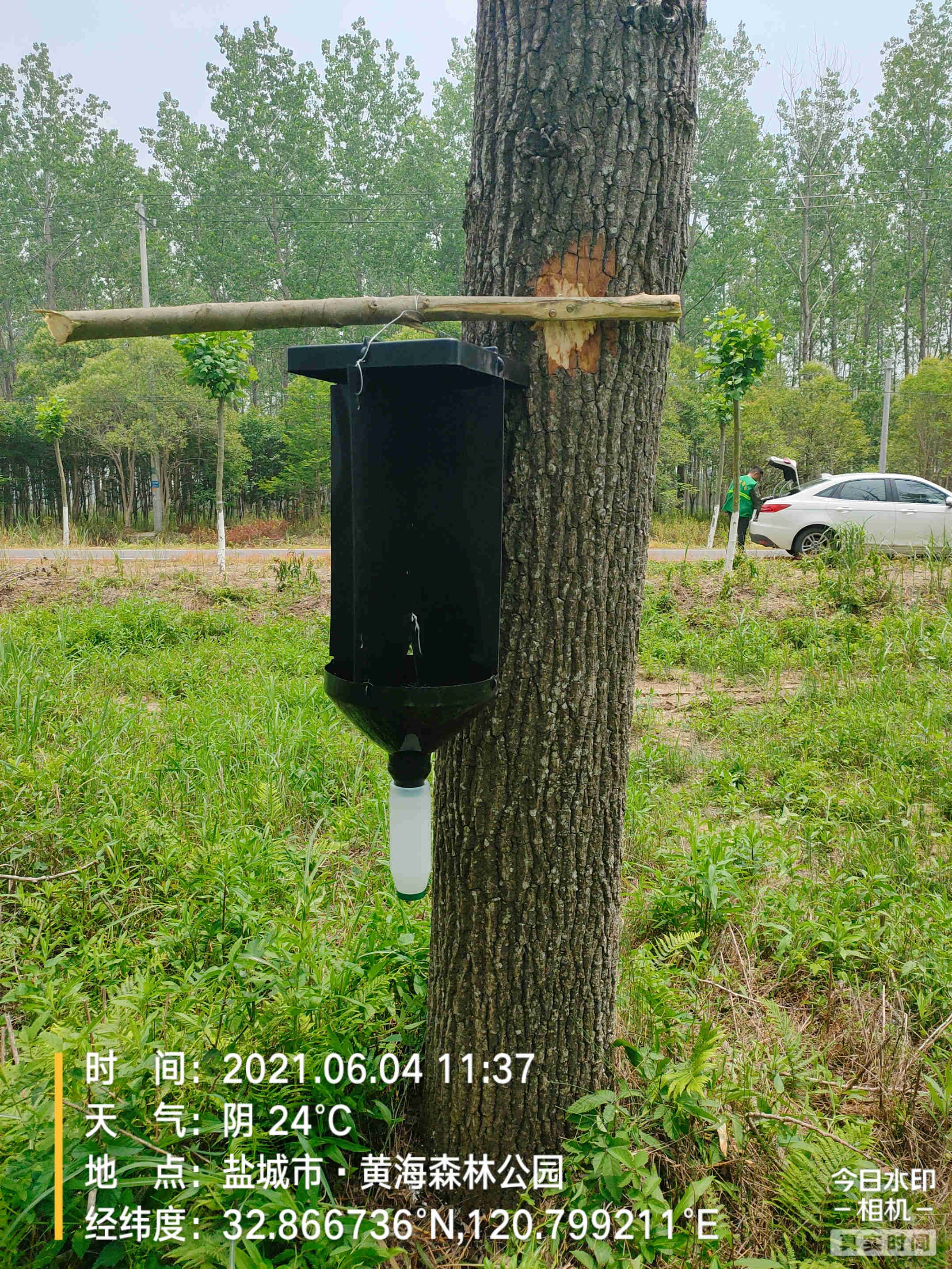 杨树小蠹虫监测
